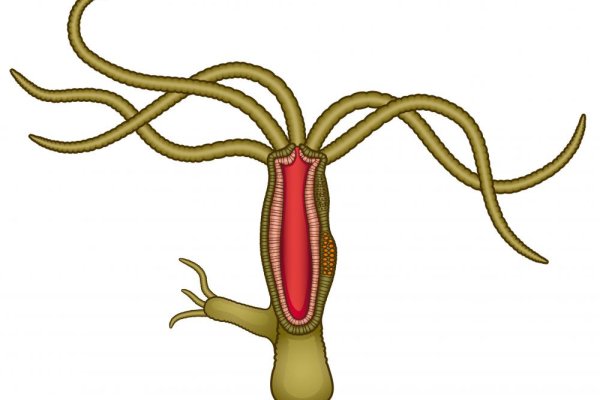 Kraken site
