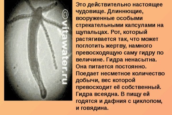 Kraken13 at сайт